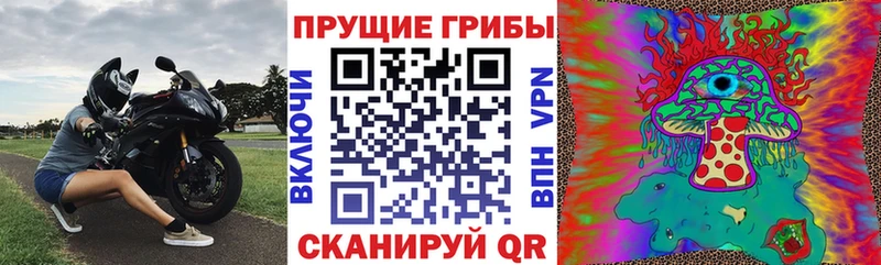 Псилоцибиновые грибы GOLDEN TEACHER  kraken tor  Новосокольники 